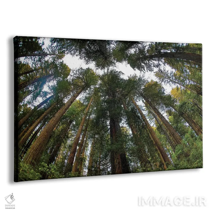 تابلو Del Norte Coast Redwoods State Park, California,نگاه به جنگل درختان ردوود در پارک ایالتی دل نورت کالیفرنیا اثر دارل گالین - نمای پرسپکتیو محصول