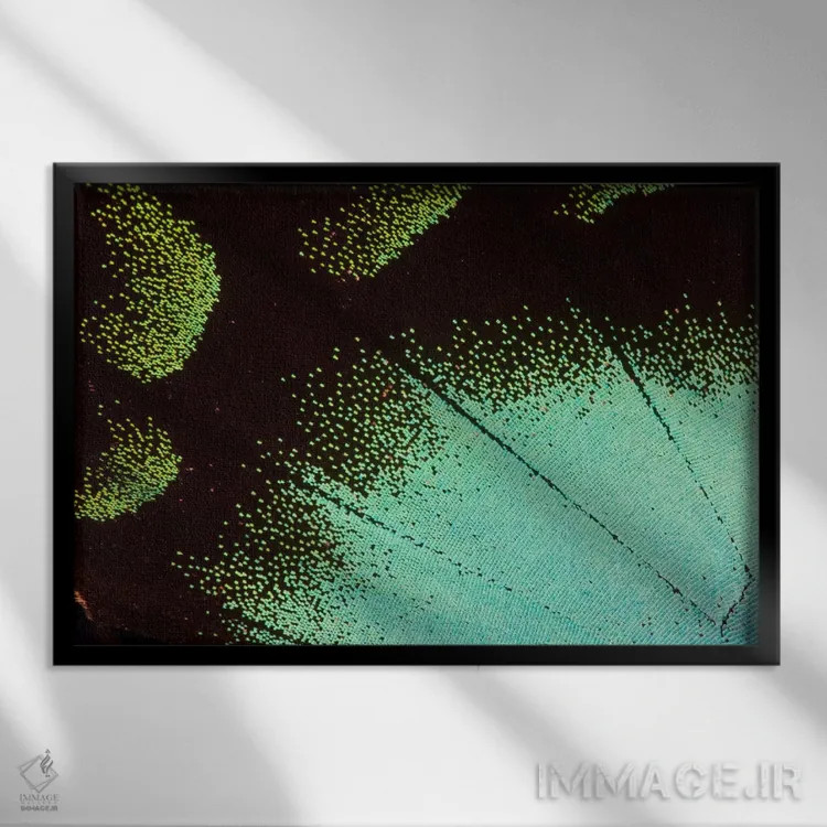 تابلو عکاسی ماکرو از بال پروانه شماره نه اثر دارل گالین - نمای قابدار مشکی