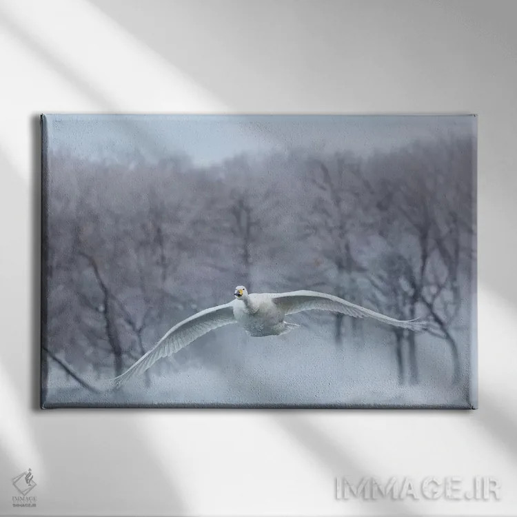 تابلو Hokkaido,قوهای آوازخوان روی دریاچه یخزده کوشارو ۳، هوکایدو اثر دارل گالین - نمای روبهرو روی دیوار