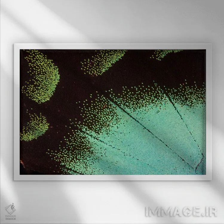 تابلو عکاسی ماکرو از بال پروانه شماره نه اثر دارل گالین - نمای قابدار سفید