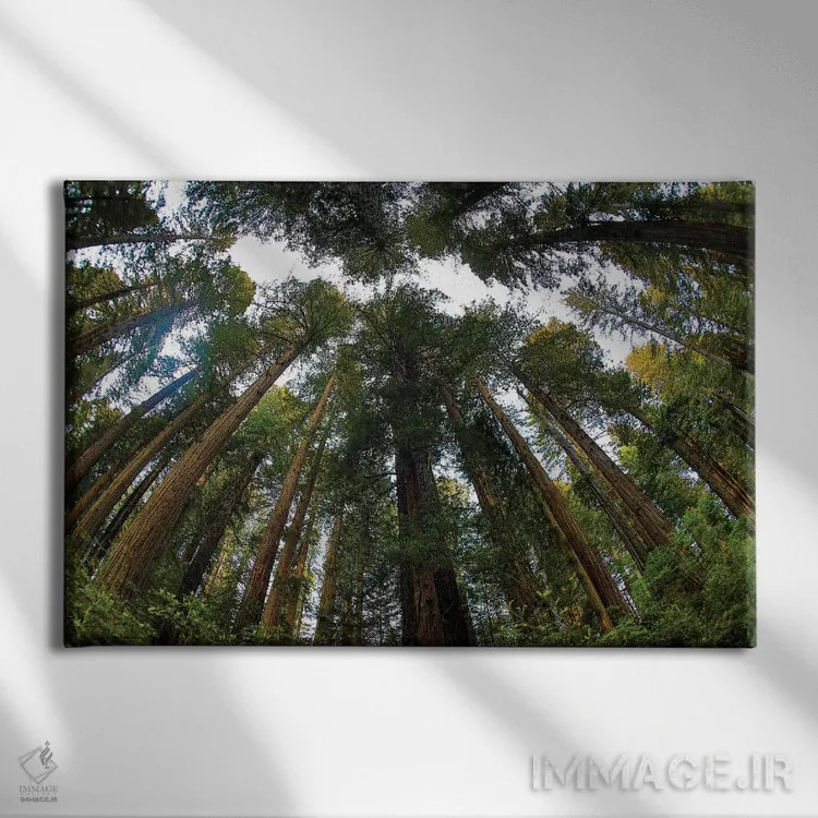 تابلو Del Norte Coast Redwoods State Park, California,نگاه به جنگل درختان ردوود در پارک ایالتی دل نورت کالیفرنیا اثر دارل گالین - نمای روبهرو روی دیوار