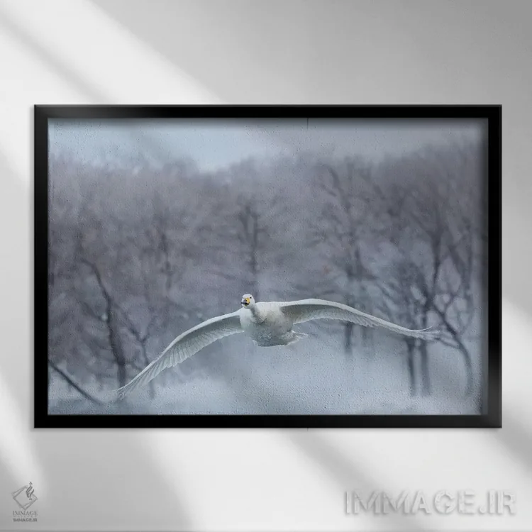 تابلو Hokkaido,قوهای آوازخوان روی دریاچه یخزده کوشارو ۳، هوکایدو اثر دارل گالین - نمای قابدار مشکی