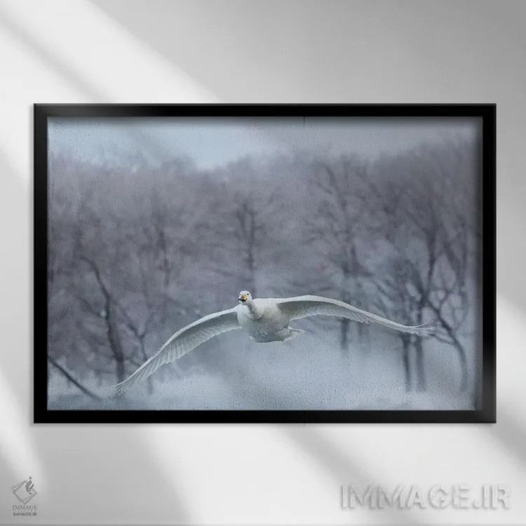 تابلو Hokkaido,قوهای آوازخوان روی دریاچه یخزده کوشارو ۳، هوکایدو اثر دارل گالین - نمای قابدار مشکی