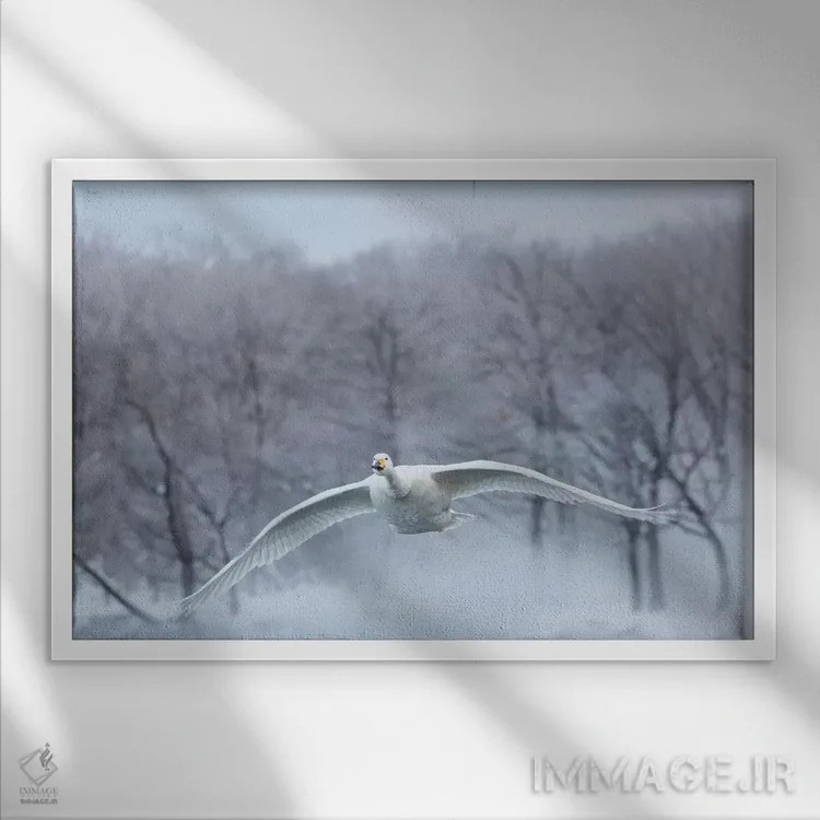 تابلو Hokkaido,قوهای آوازخوان روی دریاچه یخزده کوشارو ۳، هوکایدو اثر دارل گالین - نمای قابدار سفید