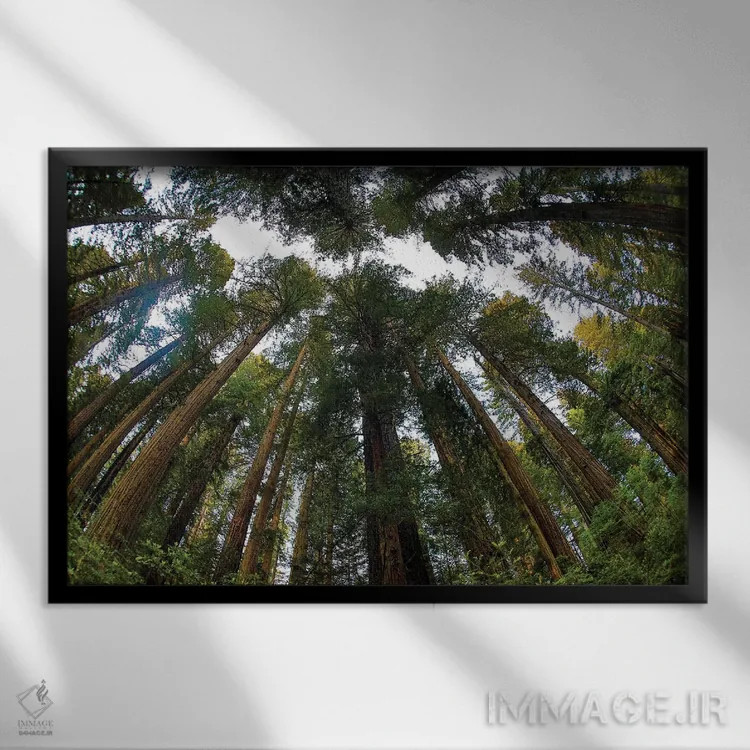 تابلو Del Norte Coast Redwoods State Park, California,نگاه به جنگل درختان ردوود در پارک ایالتی دل نورت کالیفرنیا اثر دارل گالین - نمای قابدار مشکی