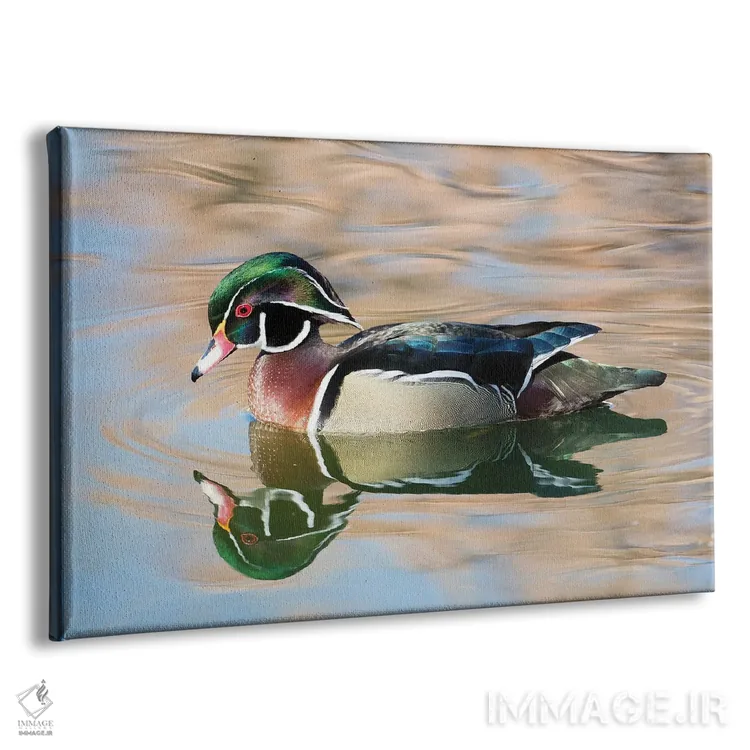 تابلو New Mexico, Albuquerque Male Wood Duck,آمریکا، نیومکزیکو، اردک جنگلی نر در آلبوکرکی اثر دارل گالین - نمای پرسپکتیو محصول