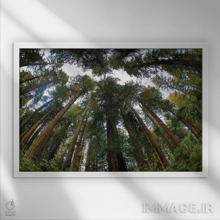 تابلو Del Norte Coast Redwoods State Park, California,نگاه به جنگل درختان ردوود در پارک ایالتی دل نورت کالیفرنیا اثر دارل گالین - نمای قابدار سفید