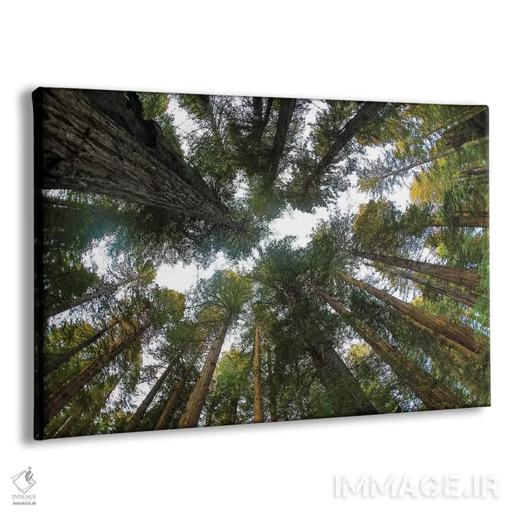 تابلو Del Norte Redwoods State Park, California,نگاه به جنگل درختان ردوود در پارک ایالتی دل نورت ردوود کالیفرنیا اثر دارل گالین - نمای پرسپکتیو محصول