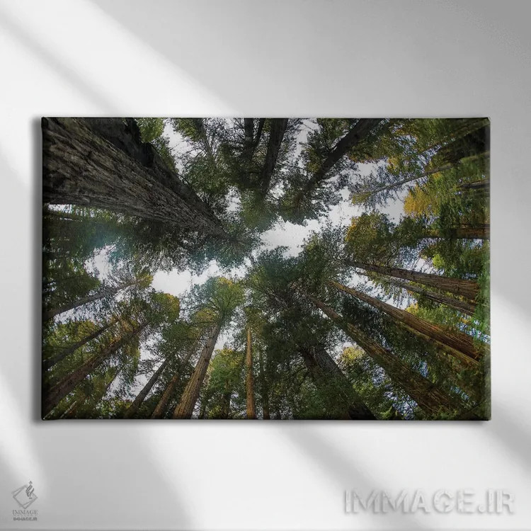 تابلو Del Norte Redwoods State Park, California,نگاه به جنگل درختان ردوود در پارک ایالتی دل نورت ردوود کالیفرنیا اثر دارل گالین - نمای روبهرو روی دیوار