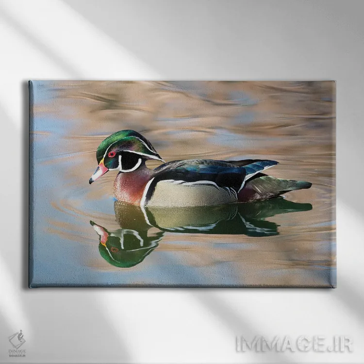 تابلو New Mexico, Albuquerque Male Wood Duck,آمریکا، نیومکزیکو، اردک جنگلی نر در آلبوکرکی اثر دارل گالین - نمای روبهرو روی دیوار