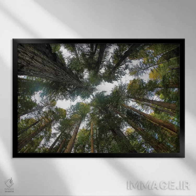 تابلو Del Norte Redwoods State Park, California,نگاه به جنگل درختان ردوود در پارک ایالتی دل نورت ردوود کالیفرنیا اثر دارل گالین - نمای قابدار مشکی