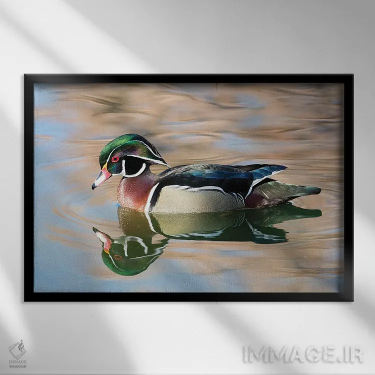 تابلو New Mexico, Albuquerque Male Wood Duck,آمریکا، نیومکزیکو، اردک جنگلی نر در آلبوکرکی اثر دارل گالین - نمای قابدار مشکی