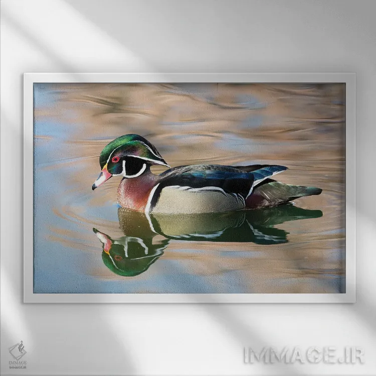 تابلو New Mexico, Albuquerque Male Wood Duck,آمریکا، نیومکزیکو، اردک جنگلی نر در آلبوکرکی اثر دارل گالین - نمای قابدار سفید