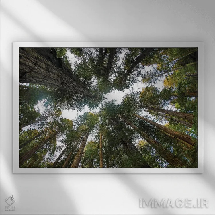 تابلو Del Norte Redwoods State Park, California,نگاه به جنگل درختان ردوود در پارک ایالتی دل نورت ردوود کالیفرنیا اثر دارل گالین - نمای قابدار سفید