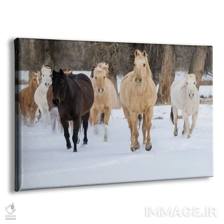 تابلو Shell, Wyoming Hideout Ranch With Small Herd Of Horses In Snow II,آمریکا، شل، وایومینگ، مزرعه با گله کوچک اسب در برف ۲ اثر دارل گالین - نمای پرسپکتیو محصول
