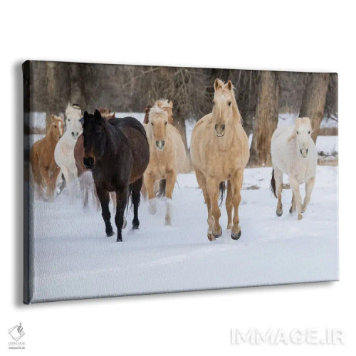 تابلو Shell, Wyoming Hideout Ranch With Small Herd Of Horses In Snow II,آمریکا، شل، وایومینگ، مزرعه با گله کوچک اسب در برف ۲ اثر دارل گالین - نمای پرسپکتیو محصول