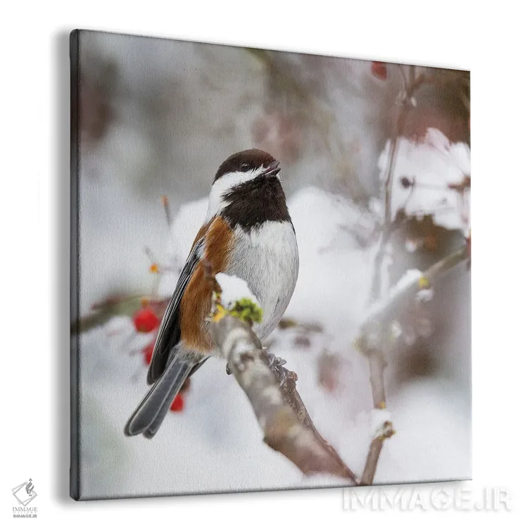 تابلو Washington State, Sammamish Chestnut Chickadee On Snow Covered Crabapple Tree,آمریکا، واشنگتن، چیکادی بلوطی روی درخت گیلاس زینتی پوشیده از برف در سامامیش اثر دارل گالین - نمای پرسپکتیو محصول