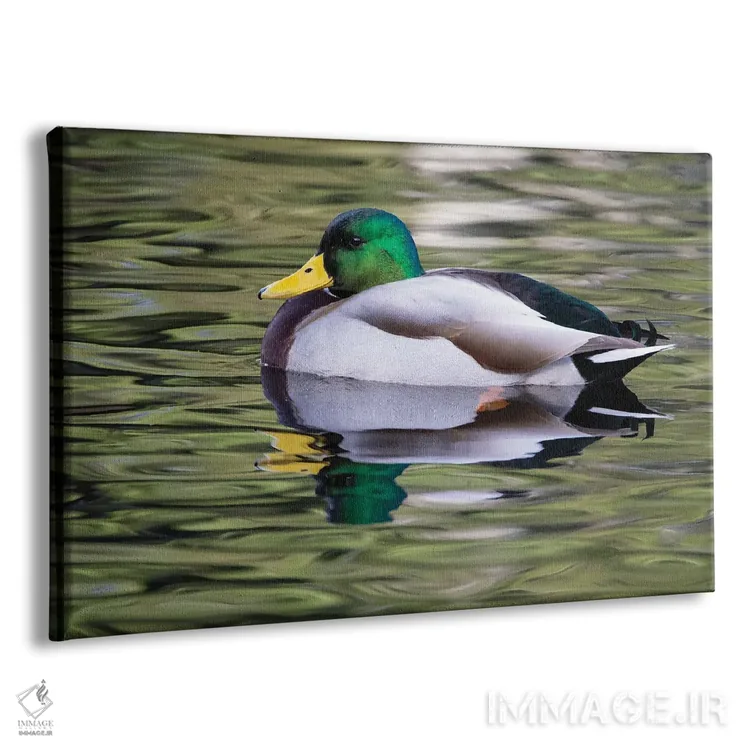 تابلو Washington State, Sammamish Yellow Lake With Male Drake Mallard Duck,آمریکا، واشنگتن، دریاچه زرد با اردک مالارد نر در سامامیش اثر دارل گالین - نمای پرسپکتیو محصول