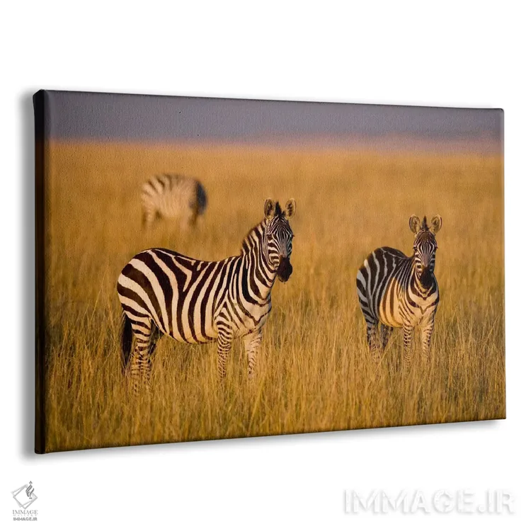 تابلو Maasai Mara National Reserve, Kenya,گورخرهای دشت، منطقه حفاظتشده ماسایی مارا، کنیا اثر دارل گالین - نمای پرسپکتیو محصول