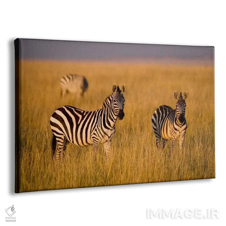 تابلو Maasai Mara National Reserve, Kenya,گورخرهای دشت، منطقه حفاظتشده ماسایی مارا، کنیا اثر دارل گالین - نمای پرسپکتیو محصول