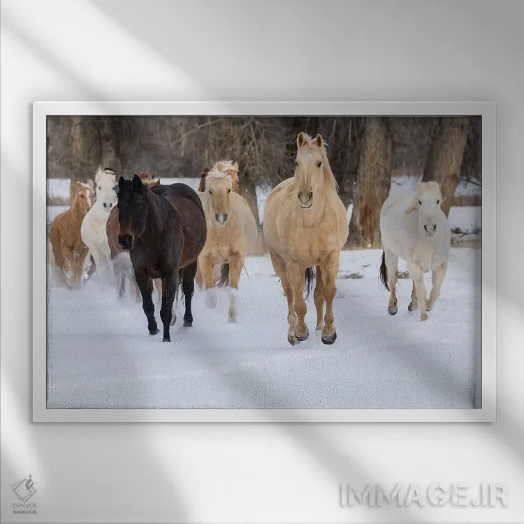 تابلو Shell, Wyoming Hideout Ranch With Small Herd Of Horses In Snow II,آمریکا، شل، وایومینگ، مزرعه با گله کوچک اسب در برف ۲ اثر دارل گالین - نمای قابدار سفید