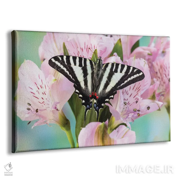 تابلو Washington State, Sammamish Zebra Swallowtail Butterfly On Pink Peruvian Lily,آمریکا، واشنگتن، پروانه‌ی زبرا اسوالو‌تِیل روی زنبق پرویی صورتی در سامامیش اثر دارل گالین - نمای پرسپکتیو محصول