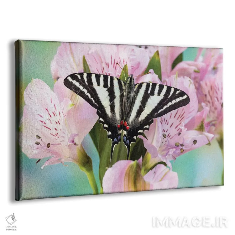 تابلو Washington State, Sammamish Zebra Swallowtail Butterfly On Pink Peruvian Lily,آمریکا، واشنگتن، پروانهی زبرا اسوالوتِیل روی زنبق پرویی صورتی در سامامیش اثر دارل گالین - نمای پرسپکتیو محصول