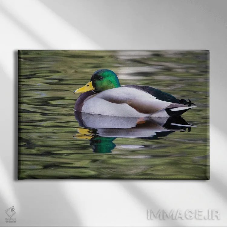 تابلو Washington State, Sammamish Yellow Lake With Male Drake Mallard Duck,آمریکا، واشنگتن، دریاچه زرد با اردک مالارد نر در سامامیش اثر دارل گالین - نمای روبهرو روی دیوار