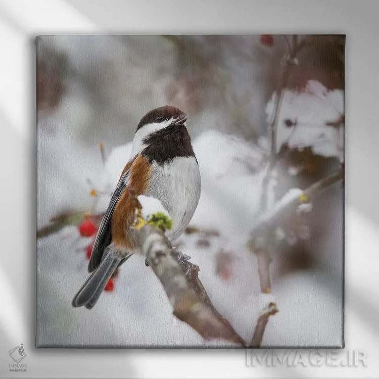 تابلو Washington State, Sammamish Chestnut Chickadee On Snow Covered Crabapple Tree,آمریکا، واشنگتن، چیکادی بلوطی روی درخت گیلاس زینتی پوشیده از برف در سامامیش اثر دارل گالین - نمای روبهرو روی دیوار