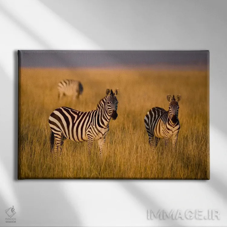تابلو Maasai Mara National Reserve, Kenya,گورخرهای دشت، منطقه حفاظتشده ماسایی مارا، کنیا اثر دارل گالین - نمای روبهرو روی دیوار