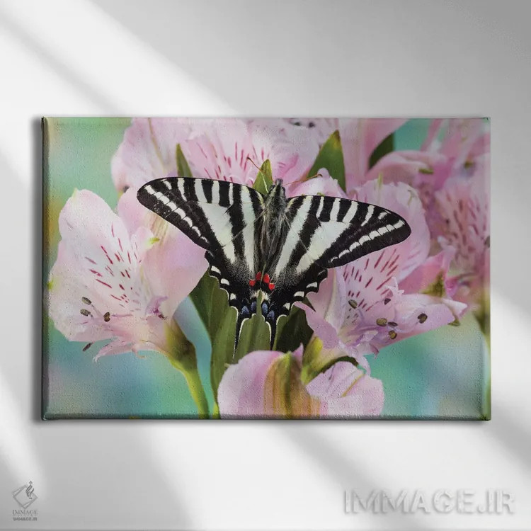 تابلو Washington State, Sammamish Zebra Swallowtail Butterfly On Pink Peruvian Lily,آمریکا، واشنگتن، پروانهی زبرا اسوالوتِیل روی زنبق پرویی صورتی در سامامیش اثر دارل گالین - نمای روبهرو روی دیوار