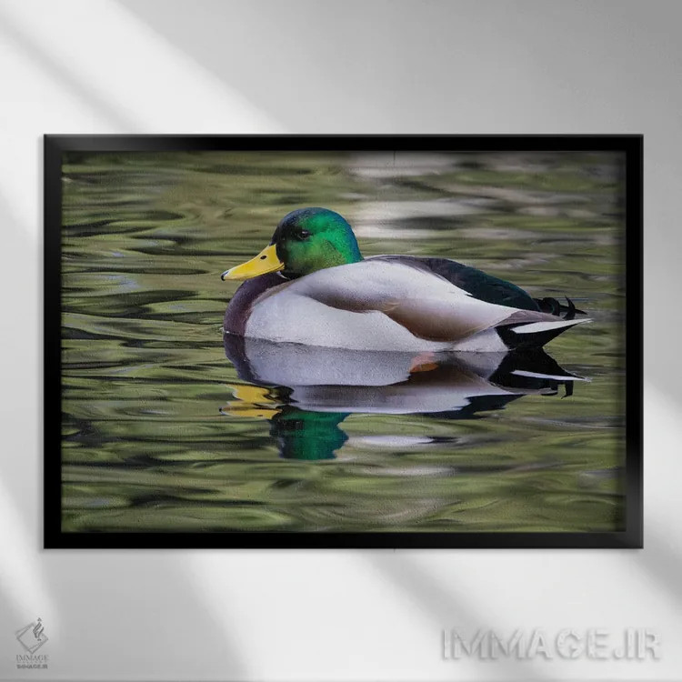 تابلو Washington State, Sammamish Yellow Lake With Male Drake Mallard Duck,آمریکا، واشنگتن، دریاچه زرد با اردک مالارد نر در سامامیش اثر دارل گالین - نمای قابدار مشکی