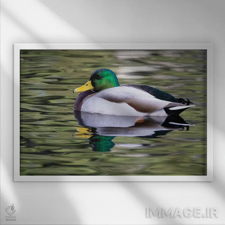 تابلو Washington State, Sammamish Yellow Lake With Male Drake Mallard Duck,آمریکا، واشنگتن، دریاچه زرد با اردک مالارد نر در سامامیش اثر دارل گالین - نمای قابدار سفید