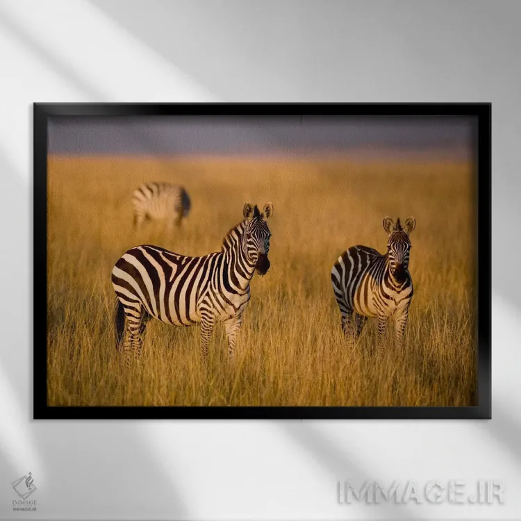 تابلو Maasai Mara National Reserve, Kenya,گورخرهای دشت، منطقه حفاظتشده ماسایی مارا، کنیا اثر دارل گالین - نمای قابدار مشکی
