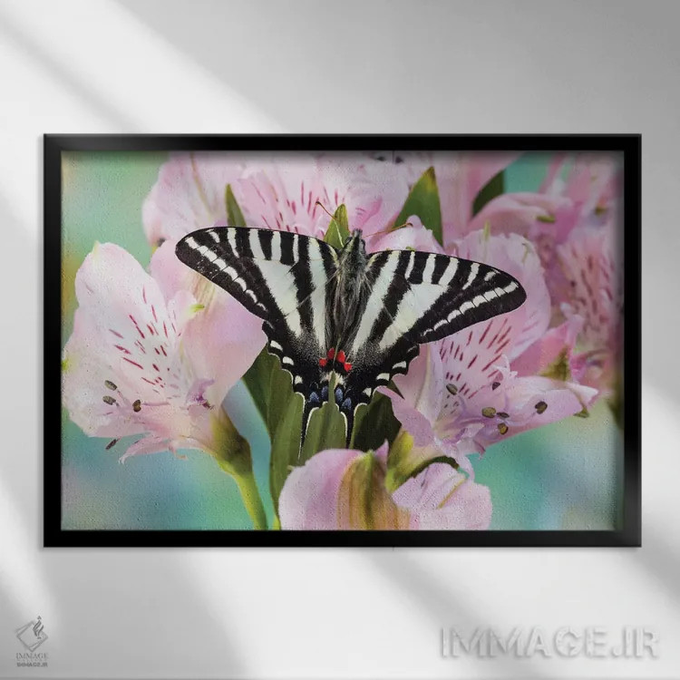 تابلو Washington State, Sammamish Zebra Swallowtail Butterfly On Pink Peruvian Lily,آمریکا، واشنگتن، پروانهی زبرا اسوالوتِیل روی زنبق پرویی صورتی در سامامیش اثر دارل گالین - نمای قابدار مشکی