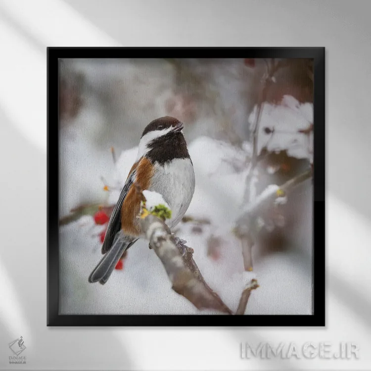 تابلو Washington State, Sammamish Chestnut Chickadee On Snow Covered Crabapple Tree,آمریکا، واشنگتن، چیکادی بلوطی روی درخت گیلاس زینتی پوشیده از برف در سامامیش اثر دارل گالین - نمای قابدار مشکی