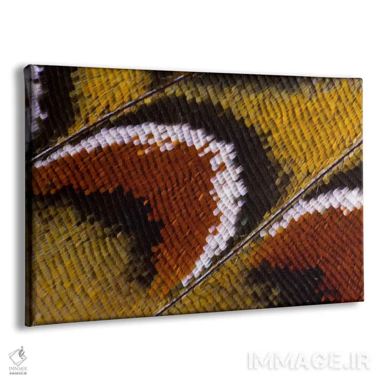 تابلو عکاسی ماکرو از بال پروانه شماره چهارده اثر دارل گالین - نمای پرسپکتیو محصول