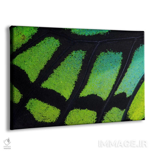 تابلو عکاسی ماکرو از بال پروانه شماره سیزده اثر دارل گالین - نمای پرسپکتیو محصول