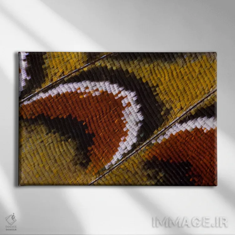 تابلو عکاسی ماکرو از بال پروانه شماره چهارده اثر دارل گالین - نمای روبهرو روی دیوار