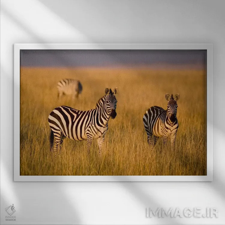تابلو Maasai Mara National Reserve, Kenya,گورخرهای دشت، منطقه حفاظتشده ماسایی مارا، کنیا اثر دارل گالین - نمای قابدار سفید