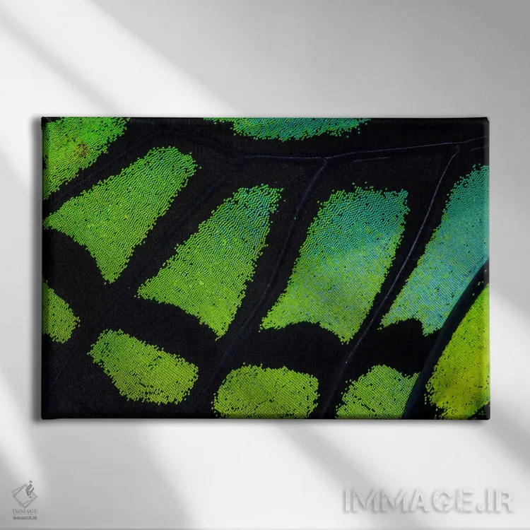 تابلو عکاسی ماکرو از بال پروانه شماره سیزده اثر دارل گالین - نمای روبهرو روی دیوار