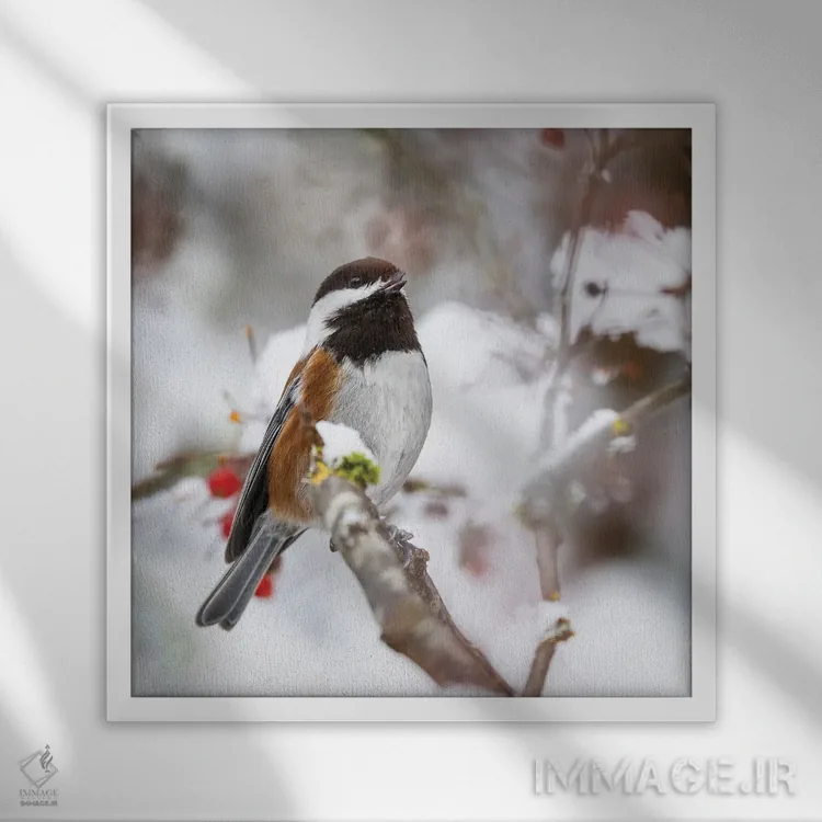 تابلو Washington State, Sammamish Chestnut Chickadee On Snow Covered Crabapple Tree,آمریکا، واشنگتن، چیکادی بلوطی روی درخت گیلاس زینتی پوشیده از برف در سامامیش اثر دارل گالین - نمای قابدار سفید