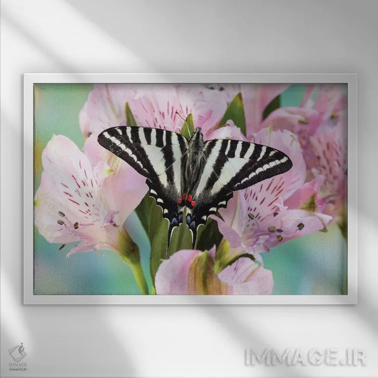تابلو Washington State, Sammamish Zebra Swallowtail Butterfly On Pink Peruvian Lily,آمریکا، واشنگتن، پروانهی زبرا اسوالوتِیل روی زنبق پرویی صورتی در سامامیش اثر دارل گالین - نمای قابدار سفید