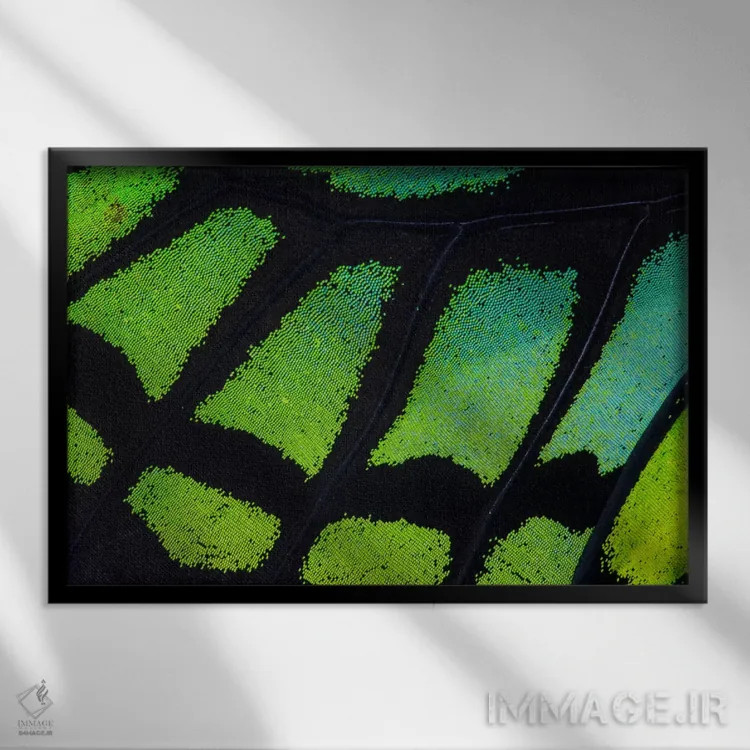 تابلو عکاسی ماکرو از بال پروانه شماره سیزده اثر دارل گالین - نمای قابدار مشکی