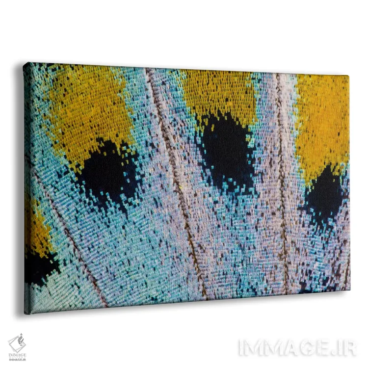 تابلو عکاسی ماکرو از بال پروانه شماره شانزده اثر دارل گالین - نمای پرسپکتیو محصول