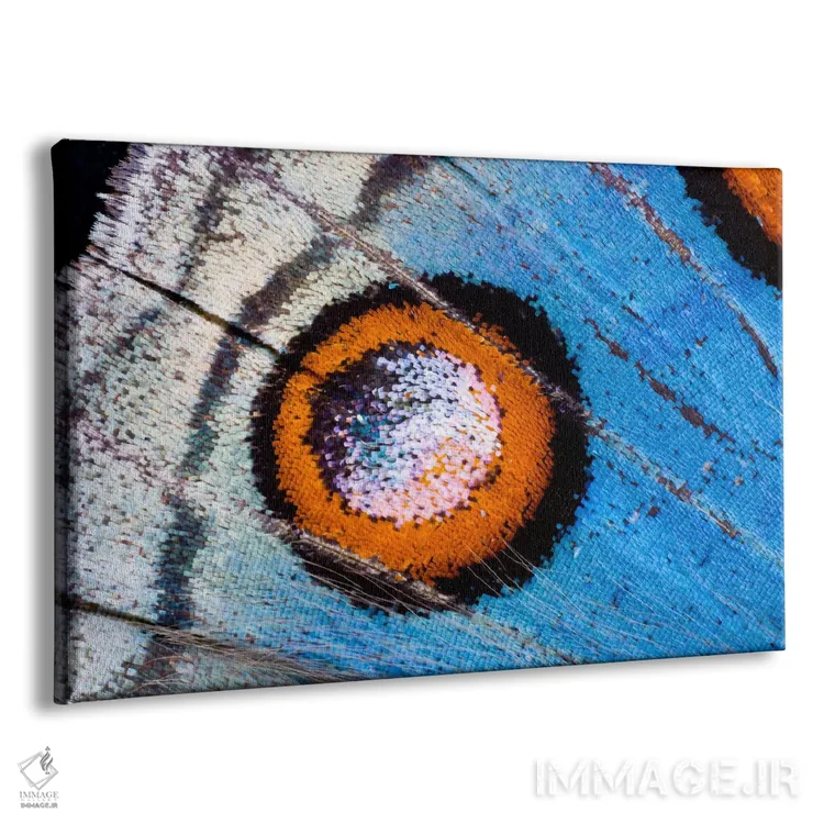 تابلو عکاسی ماکرو از بال پروانه شماره هجده اثر دارل گالین - نمای پرسپکتیو محصول