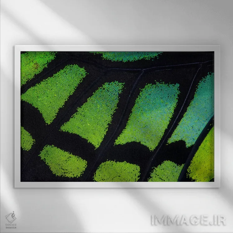 تابلو عکاسی ماکرو از بال پروانه شماره سیزده اثر دارل گالین - نمای قابدار سفید