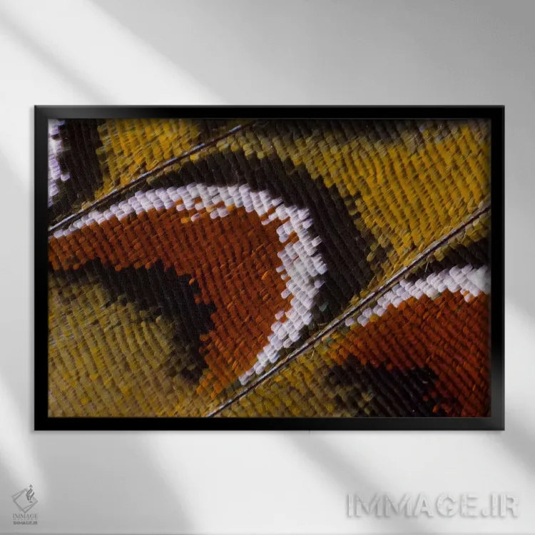 تابلو عکاسی ماکرو از بال پروانه شماره چهارده اثر دارل گالین - نمای قابدار مشکی