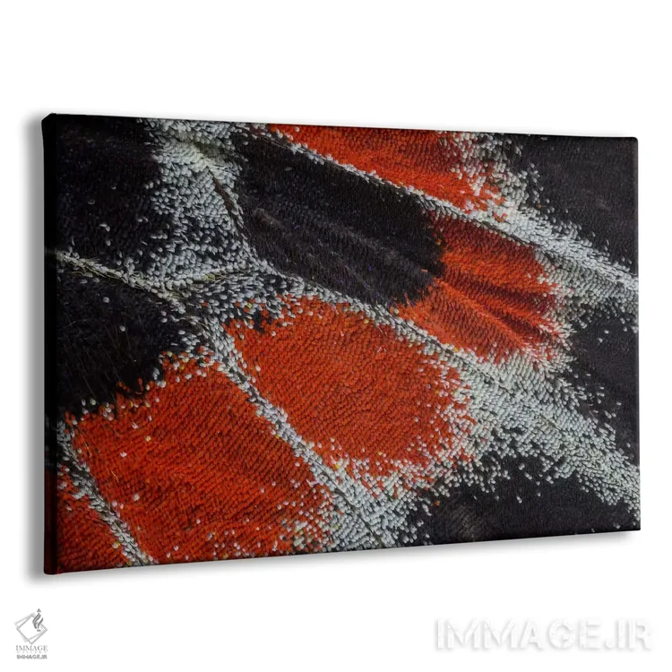 تابلو عکاسی ماکرو از بال پروانه شماره نوزده اثر دارل گالین - نمای پرسپکتیو محصول