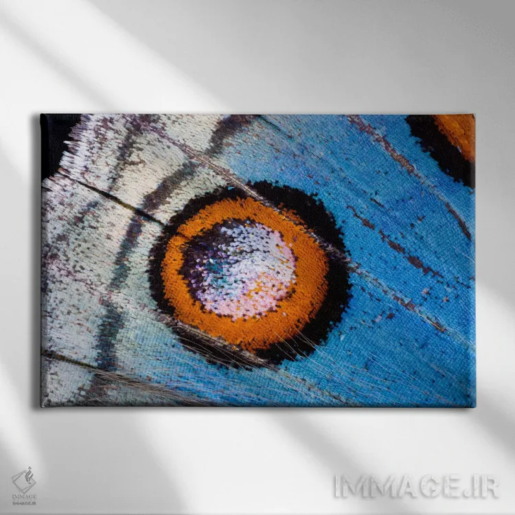 تابلو عکاسی ماکرو از بال پروانه شماره هجده اثر دارل گالین - نمای روبهرو روی دیوار